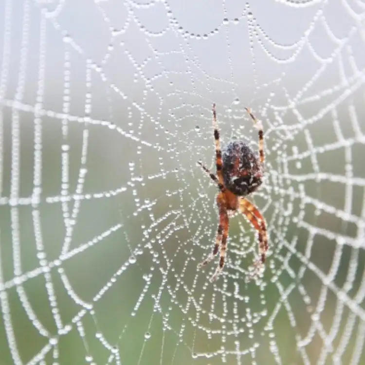 Why You See So Many Spiders in the Fall in Lincoln, and Which Ones Are Worth Worrying About