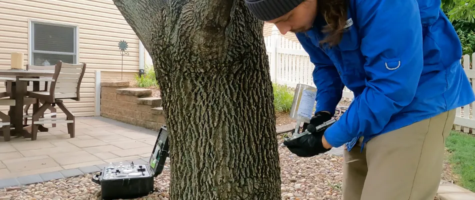 Emerald Ash Borer Treatments | Yard Boss