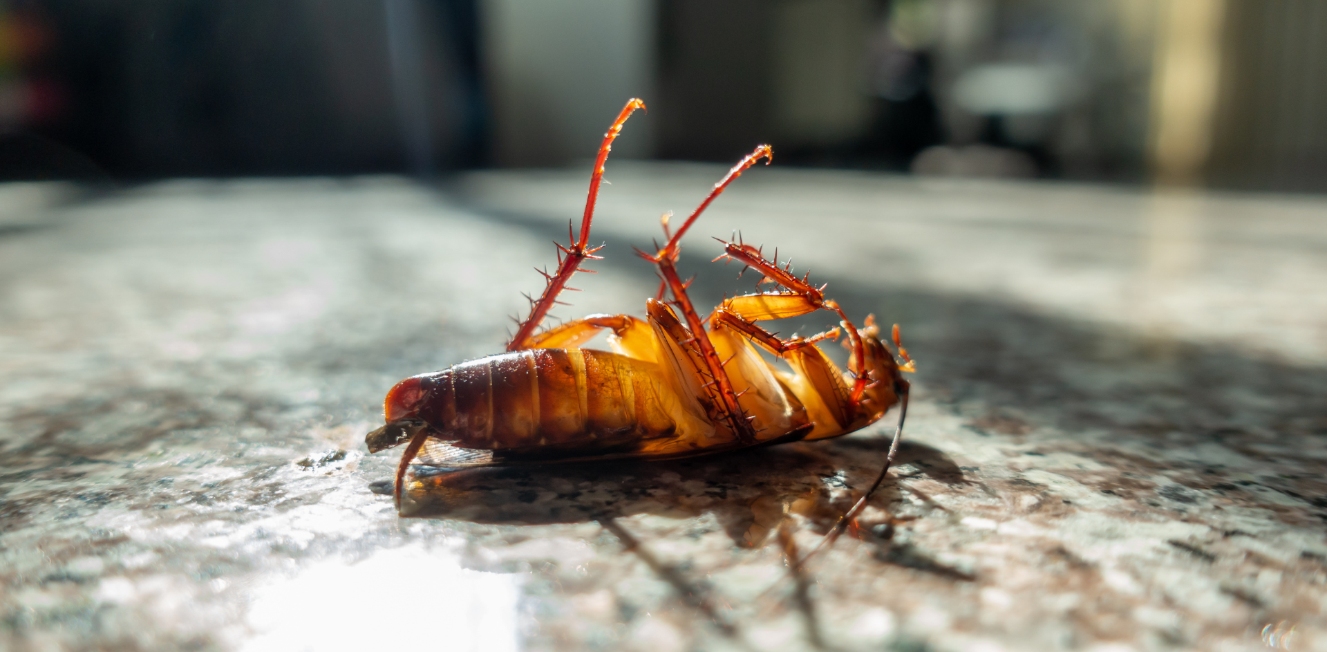 4 Things You Can Do To Keep Cockroaches Out Of Your Home Or Business