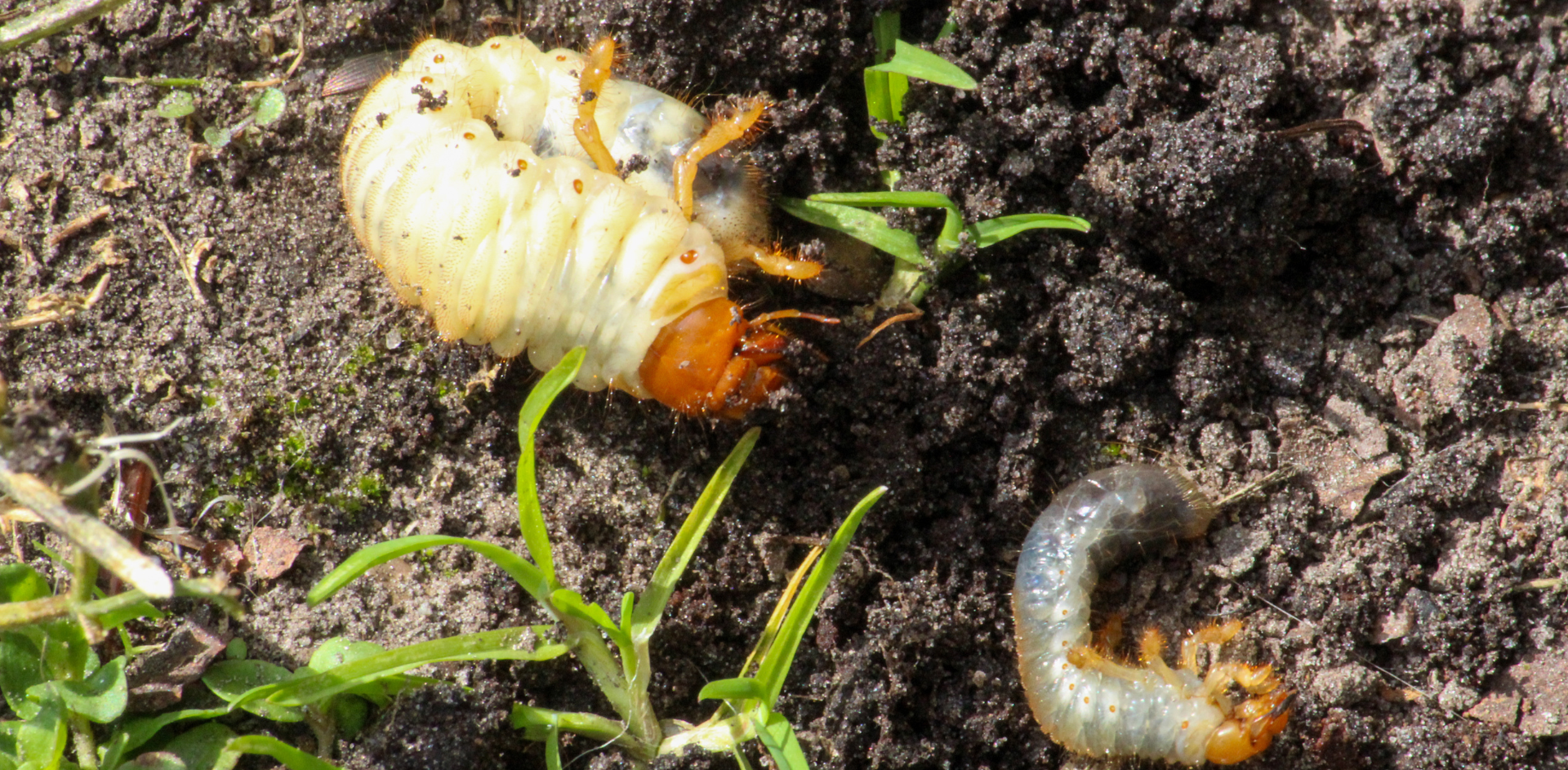 Don’t Let Grubs Feast On Your Lawn-Invest In Preventative Grub Control