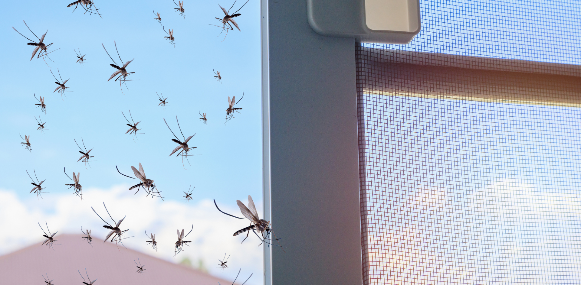 Things You Can Do To Reduce The Mosquito Population On Your Property