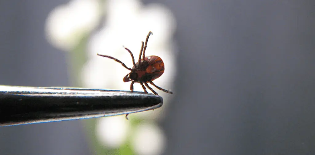 Flea & Tick Control In Lincoln, NE | Yard Boss