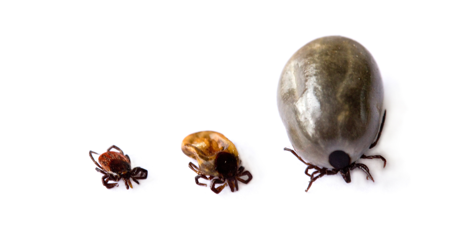 Tick Season Is Almost Here-Make Sure You Keep Your Pets Safe