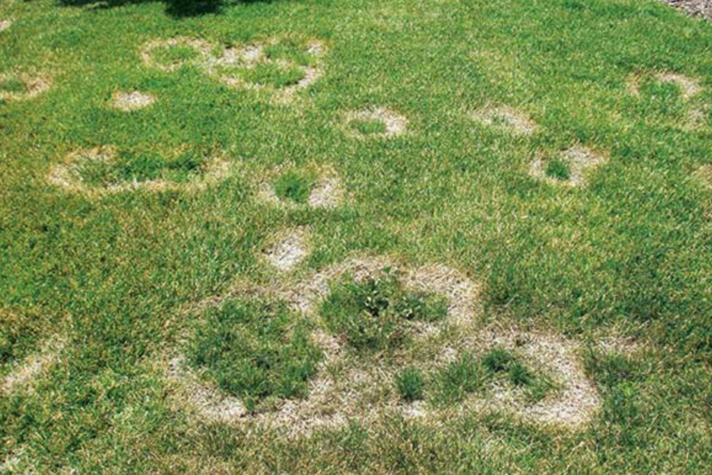 Lawn Disease Control | Yard Boss