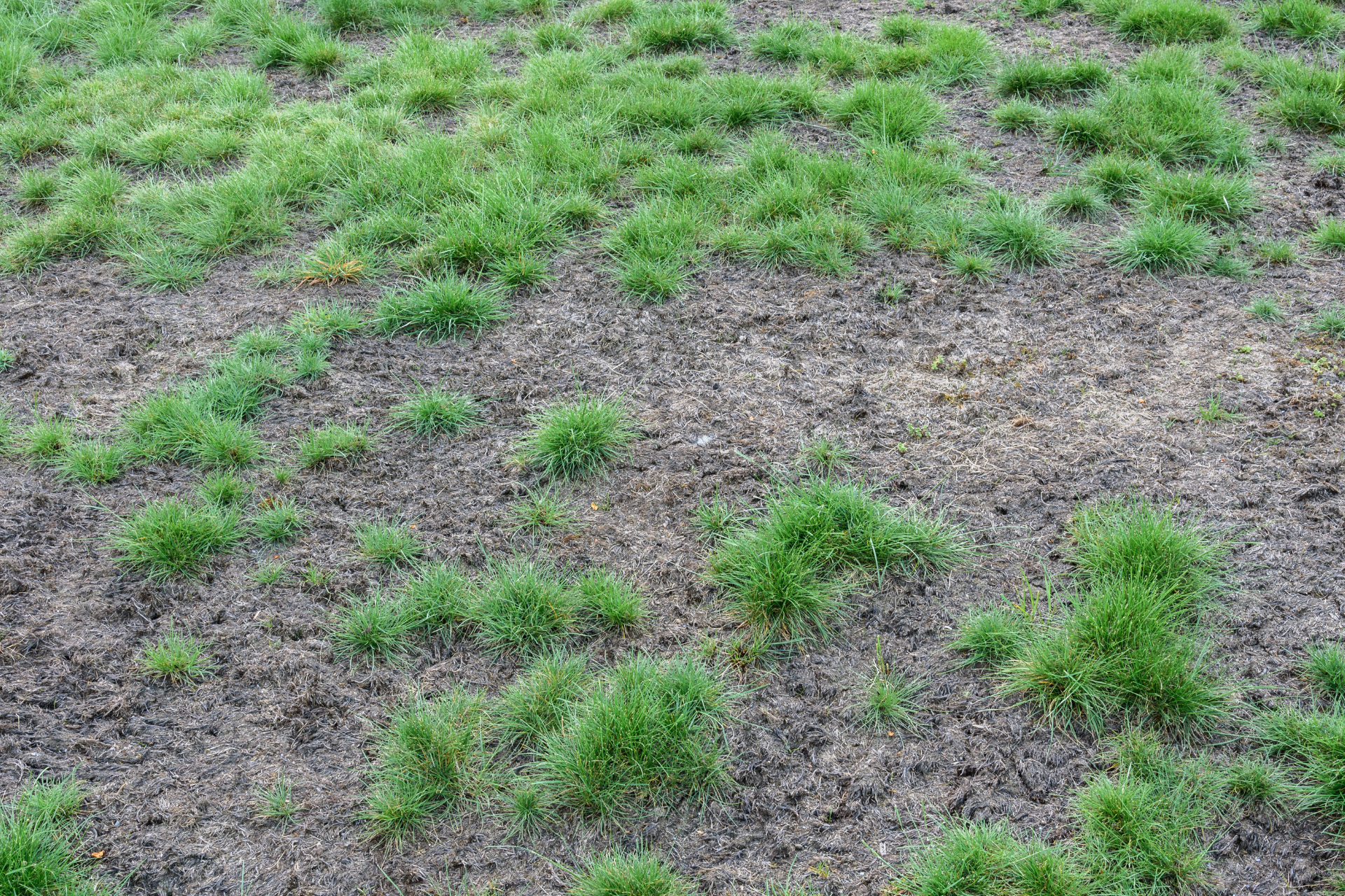 Dollar Spot & Fairy Ring-Two Lawn Diseases To Be On The Lookout For