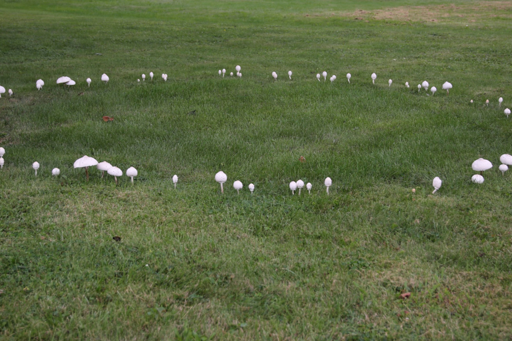 Lawn Fairy Ring Fungus Treatment | Yard Boss