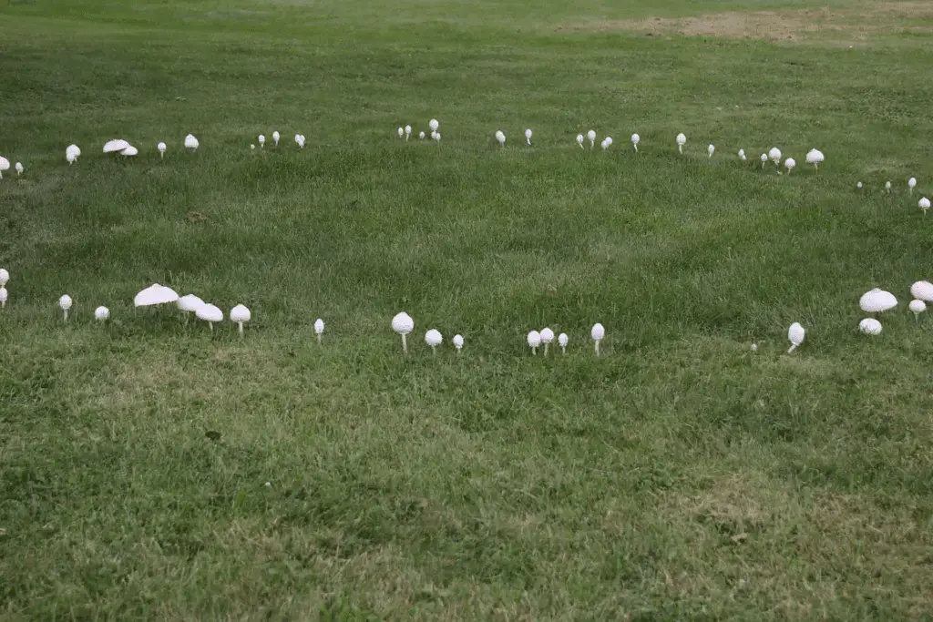 Lawn Fairy Ring Fungus Treatment | Yard Boss