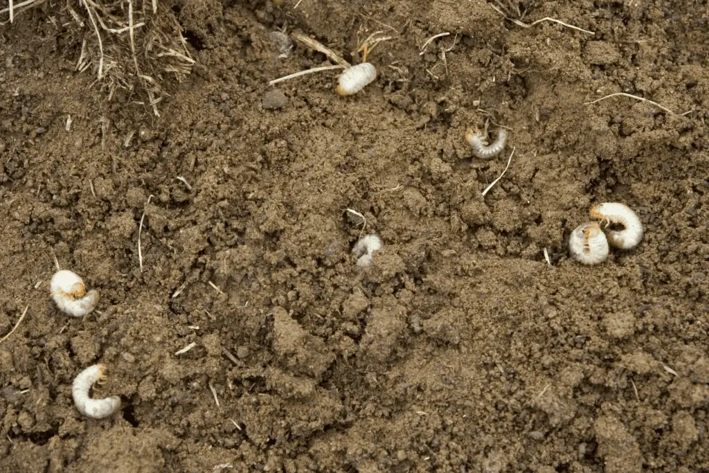 Lawn Grub Control | Yard Boss