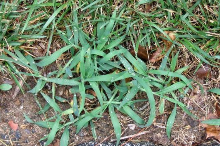 Post-Emergent Weed Control in Lincoln: Timing, Products, and What Works on the Worst Offenders