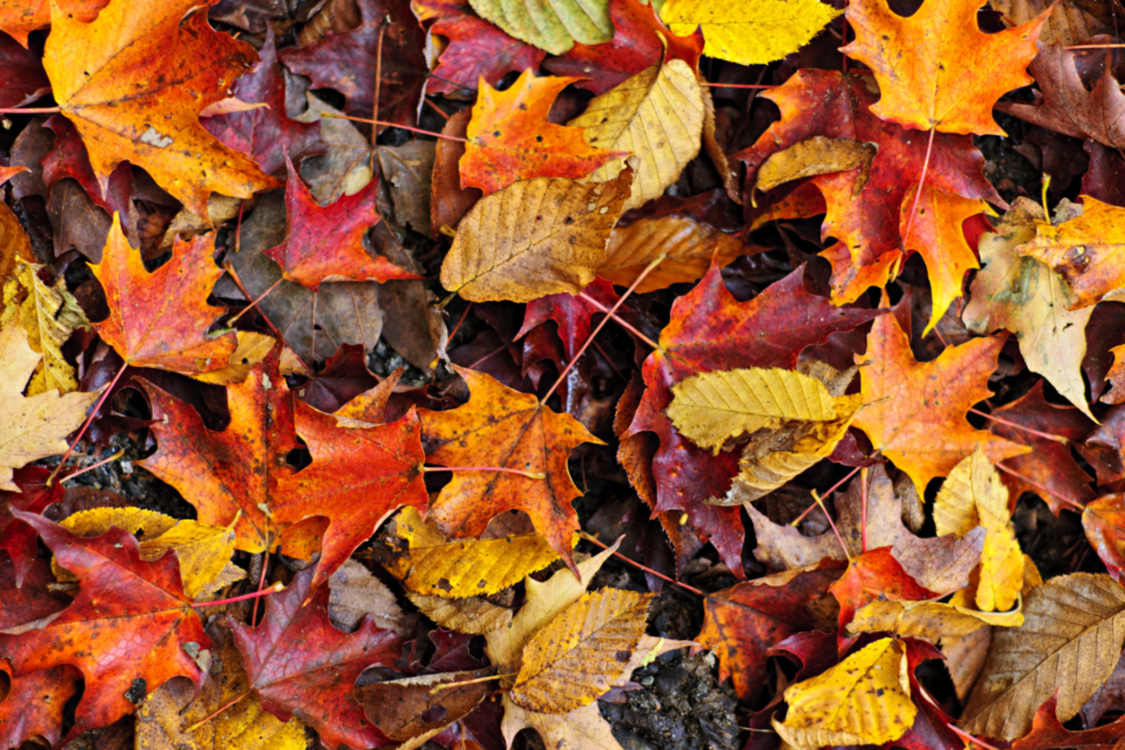 Leaf Removal Services In The Fall In Lincoln, NE