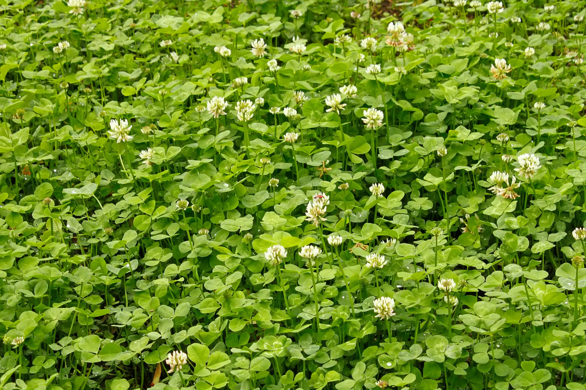 YB Weeds WC 1920x1280 1