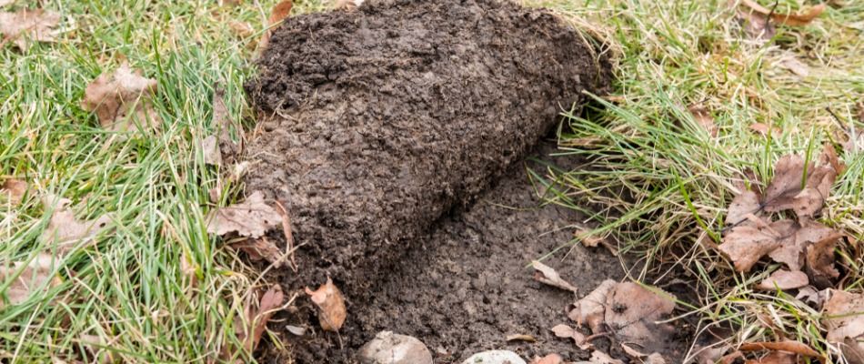 Grub Damage To A Lawn