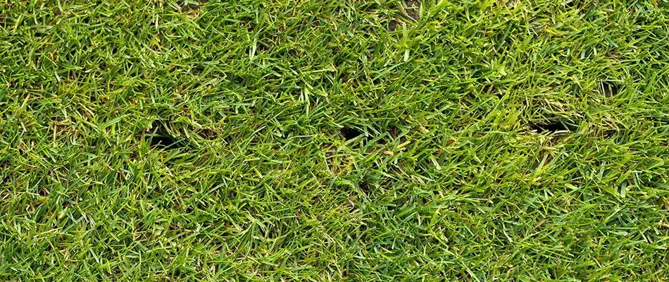 content lawn aerated healthy green 1920w