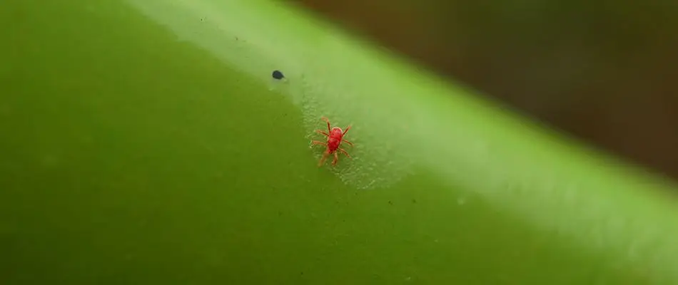 content red chigger close leaf stem 1