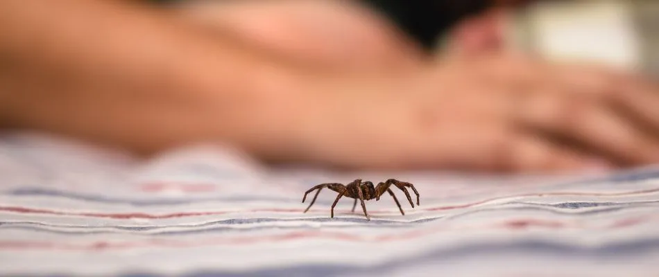 Spider crawling on bedding