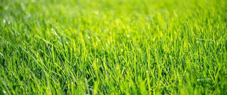 Lincoln NE cool-season lawn in summer heat, illustrating the summer fertilizer decisions Yard Boss helps Lancaster County homeowners navigate