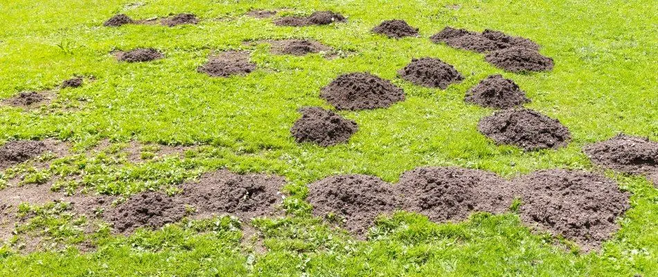 content vole mounds fund in lawn 1920w