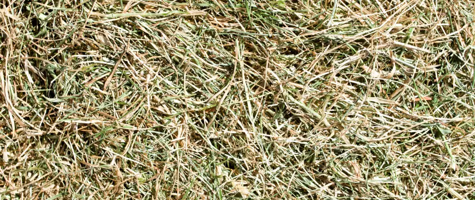 Dead Lawn in Winter | Winter Kill