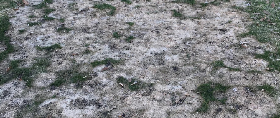 Grey Snow Mold