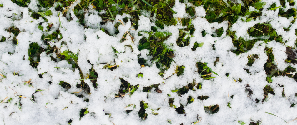 Why Snow Is Beneficial To Your Lawn