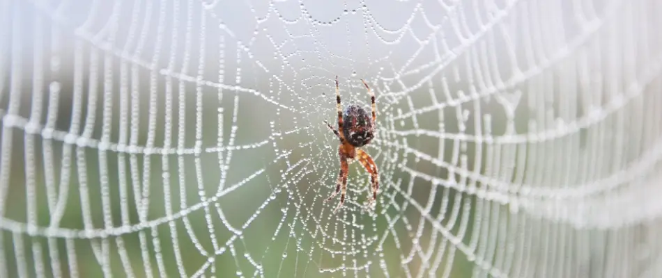 Pest Control Services | Yard Boss