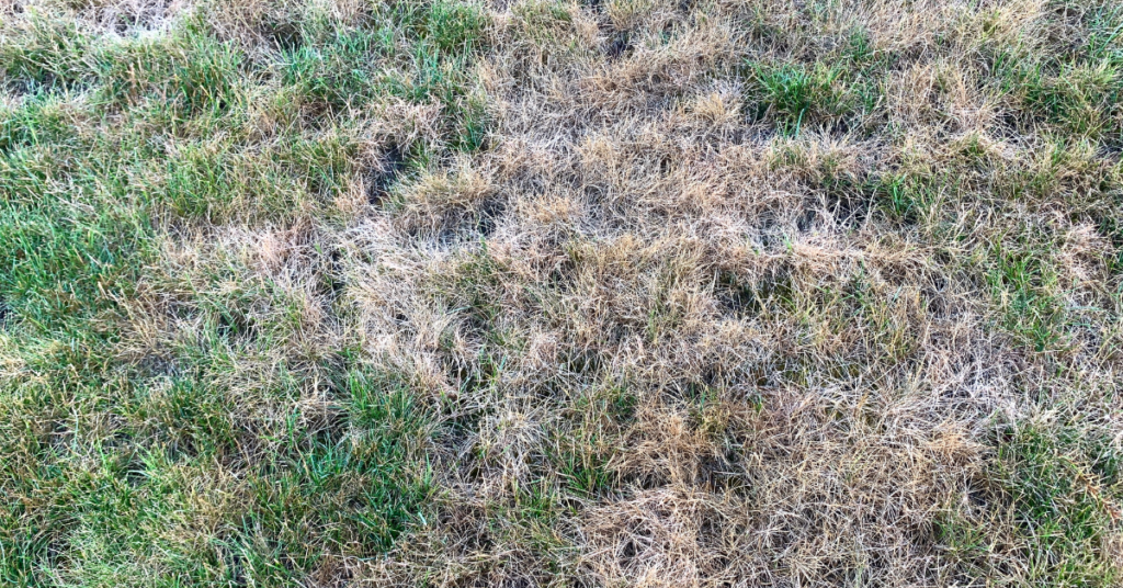 Dormant Lawn, Not Dead | Yard Boss