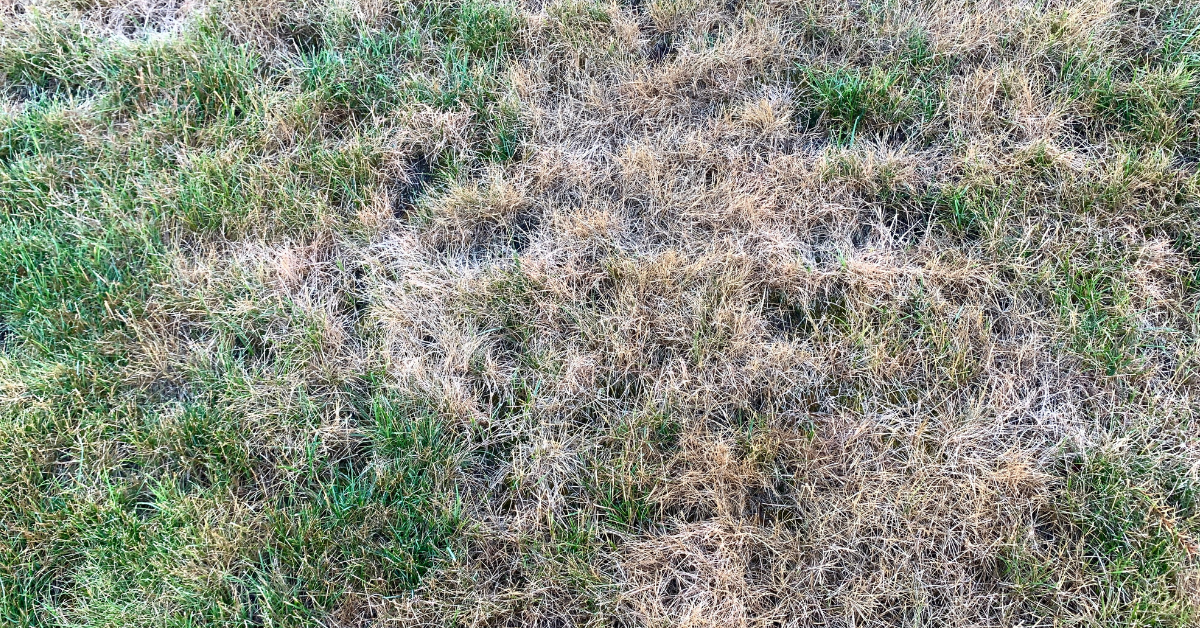 Your Lawn Is Dormant, Not Dead