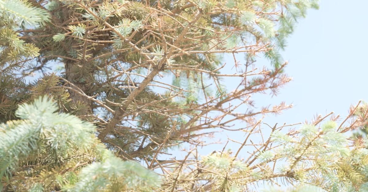 Needle Cast In Trees