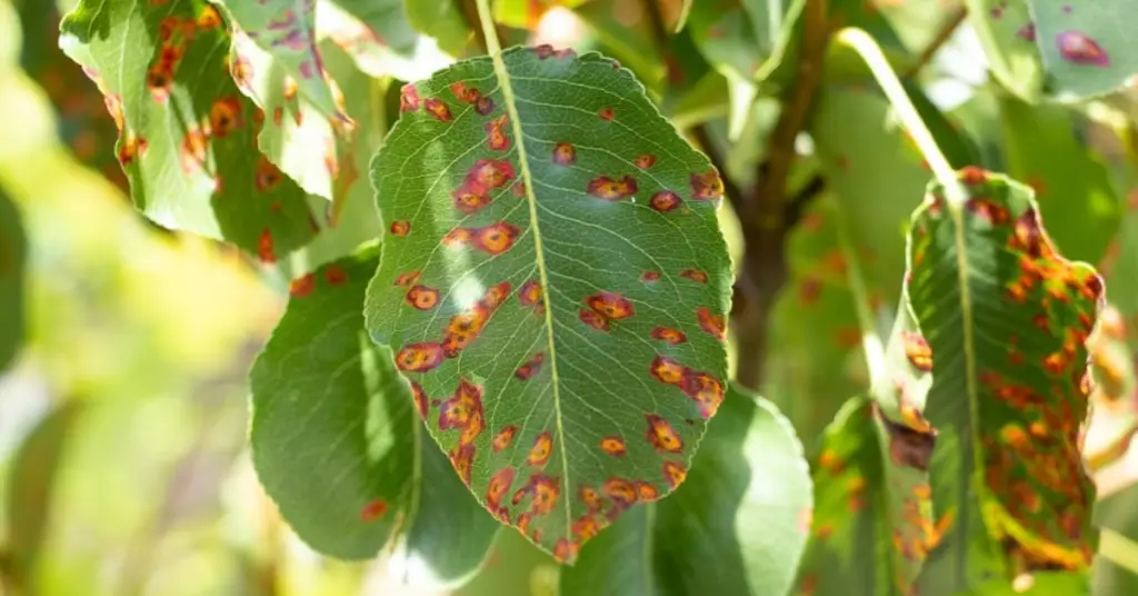 Tree Rust | Yard Boss