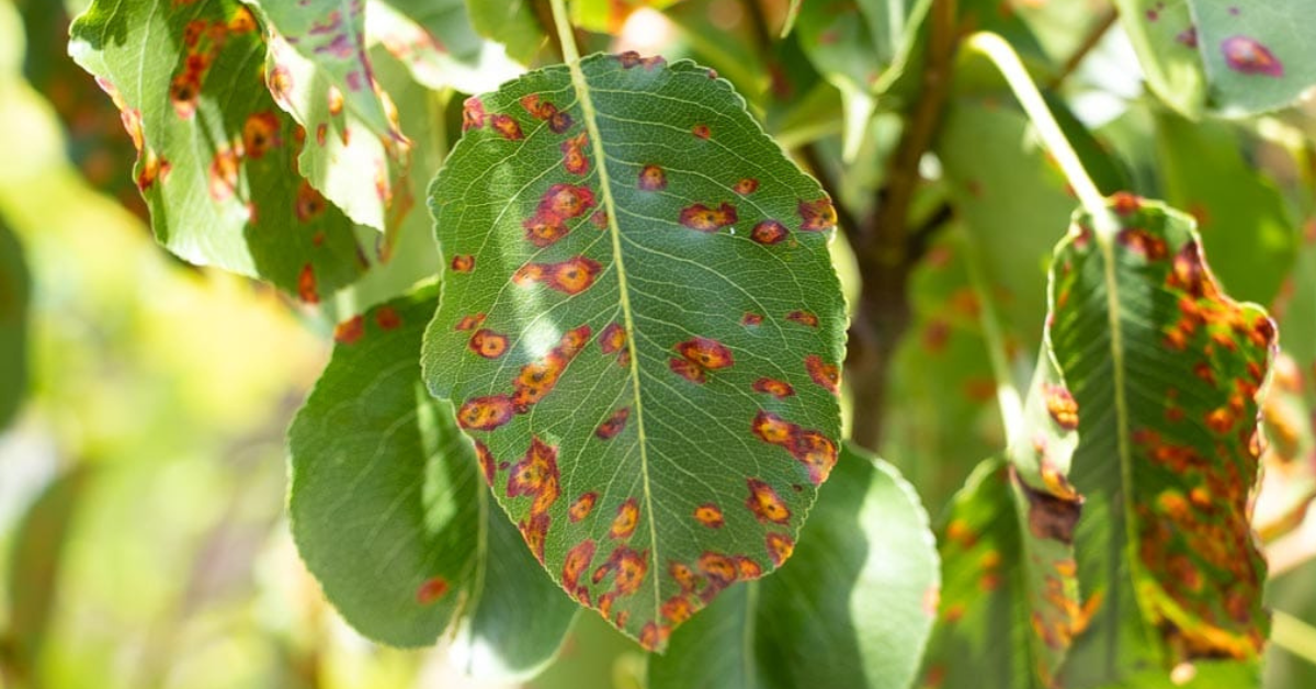 Rust In Trees