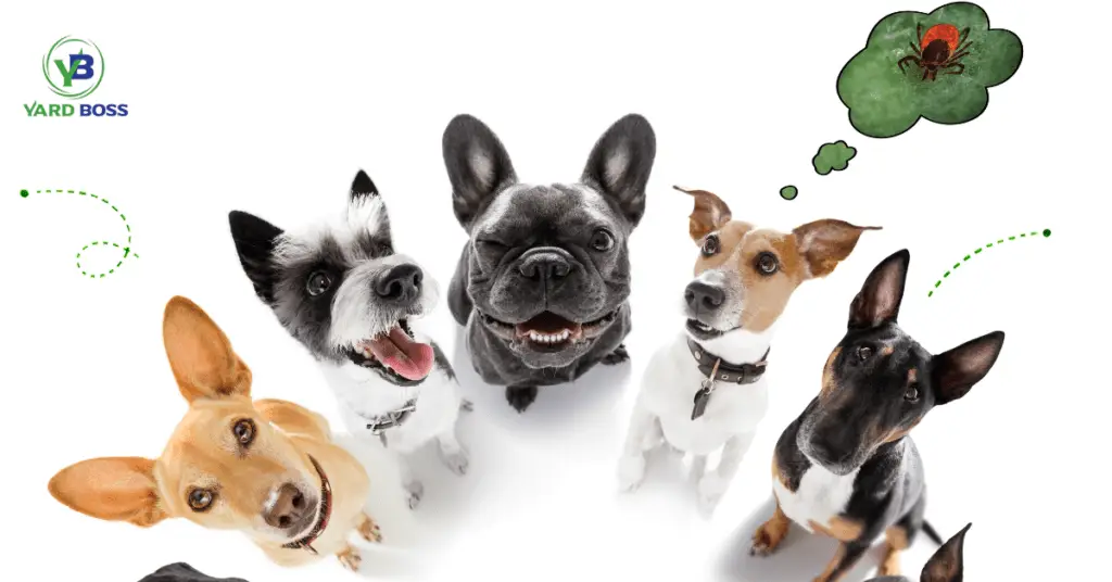 Tick & Flea Control For Homeowners in Lincoln, NE | Yard Boss