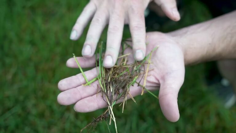Dollar Spot, Red Thread, and Rust: The Late-Spring Disease Watch for Nebraska Lawns